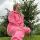 ksenia_psu