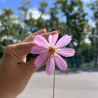 Аня 🌸