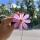 _samoylova_