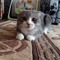 Кристи