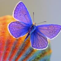 Dreamer