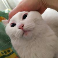 Асоль