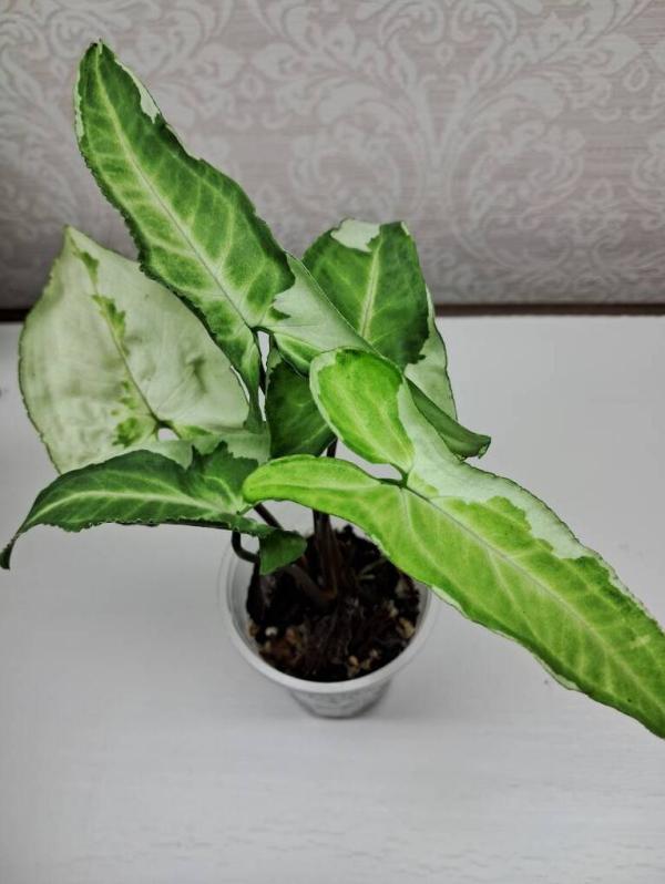 post image 5
