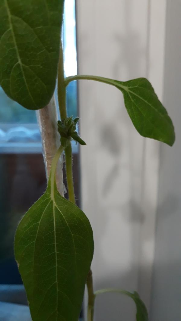 post image 3