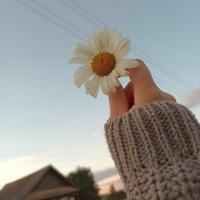 🌸🌸🌸H
