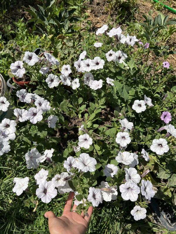 post image 4