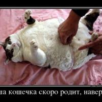Настя