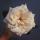 olena_n