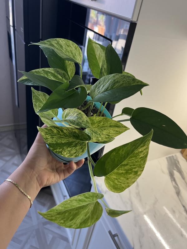 post image 1