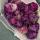zhi.daisy18