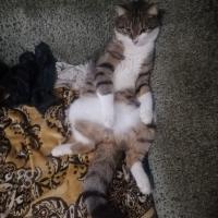 Лиза 