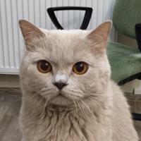 Alina