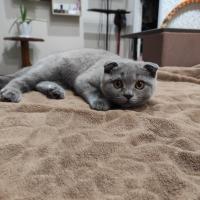 Карина