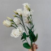 Валерия 