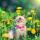 masha2234