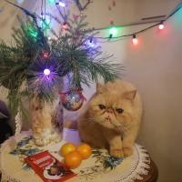 Ленок