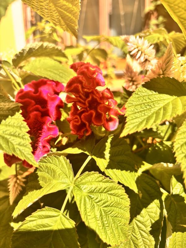 post image 5