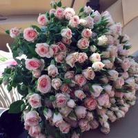 Черменева Анастасия