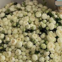 Abbb1550
