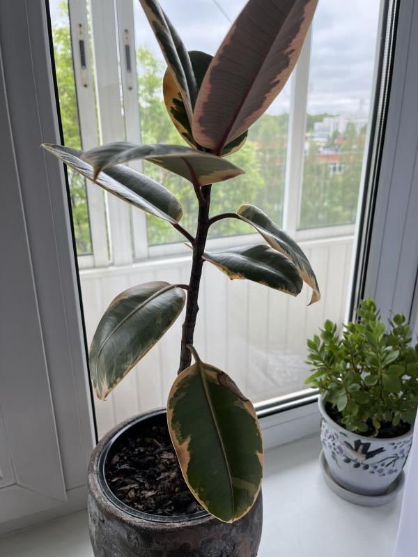 post image 4