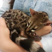 Анюта