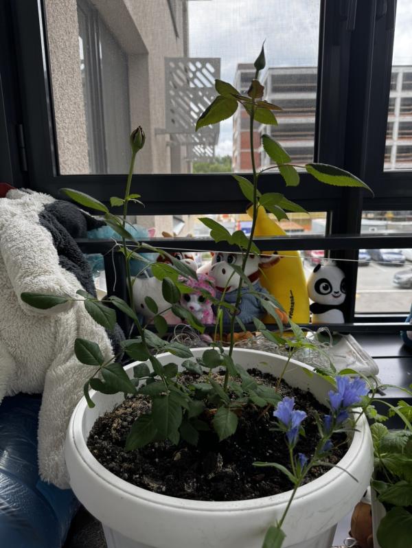post image 5