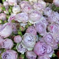 🌸Алёна🌸