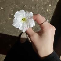 Мелисса