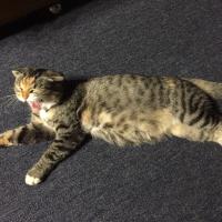 persiksam