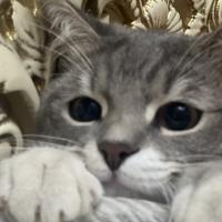 rrrsss