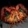 antoni_