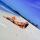 scolopendra