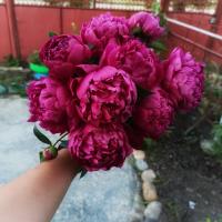 ксения