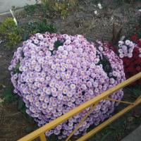 Дарина