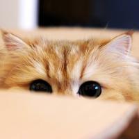 Kit