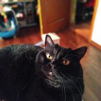    Black B