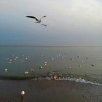 Алёна