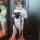 id15031986