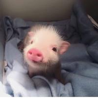 Амина