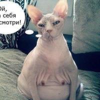 лисёнок
