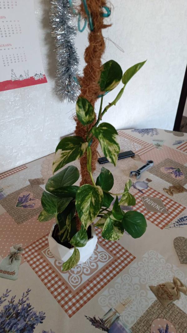 post image 4