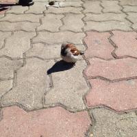 Ольга