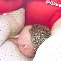 Алёнушка