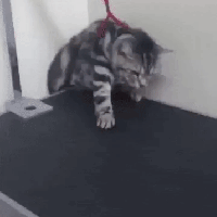 катя