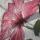 margoritca4