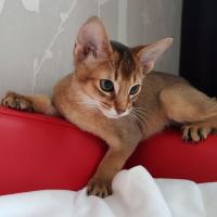 Belchonok