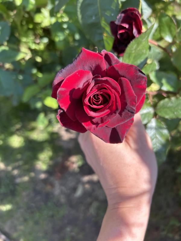 post image 5