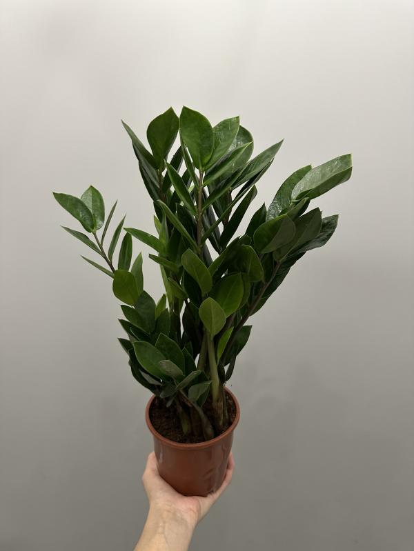 post image 4