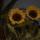 patoch_