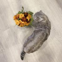 юлия